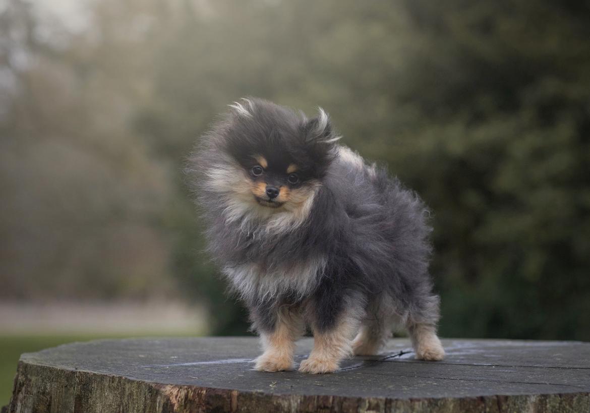 Pomeranian High Fly Lakrisall (Oscar) billede 11
