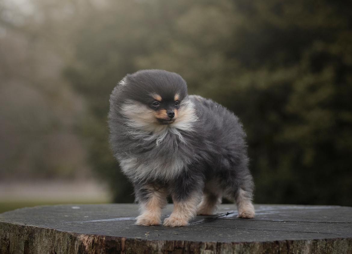 Pomeranian High Fly Lakrisall (Oscar) billede 12