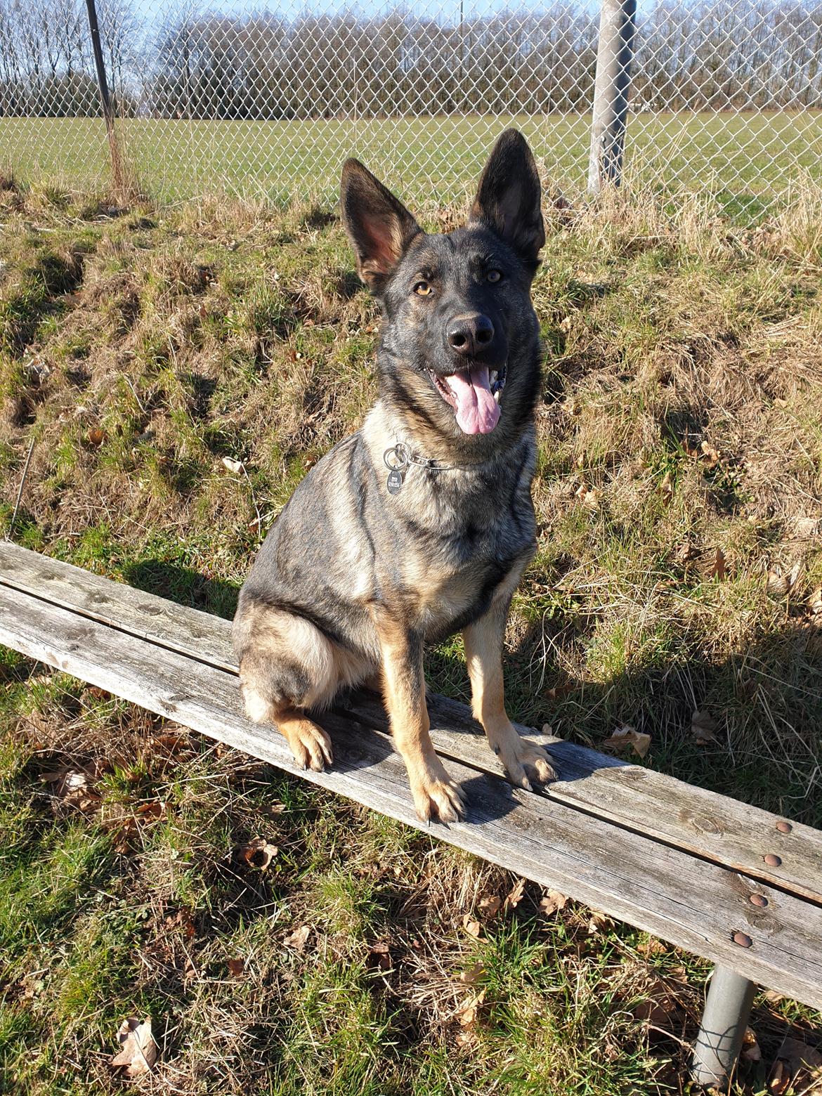 Schæferhund Esso (Haubroe Aud) billede 15