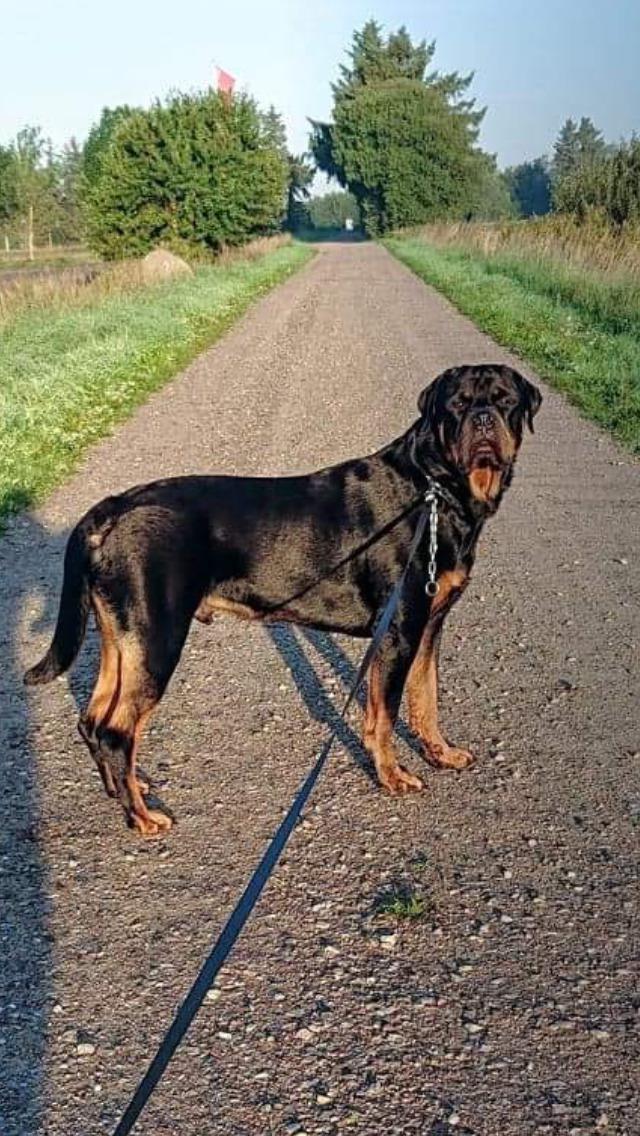 Rottweiler Rocky billede 13