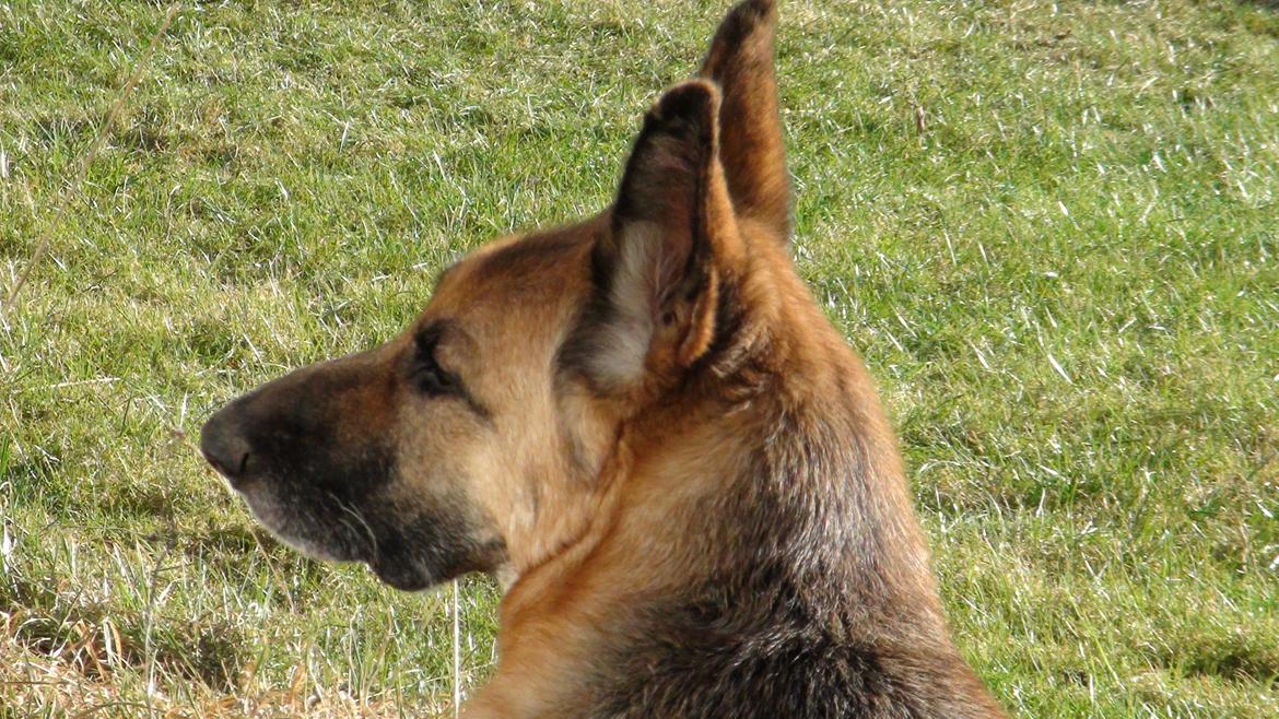 Schæferhund Sun - Himmelhund billede 7