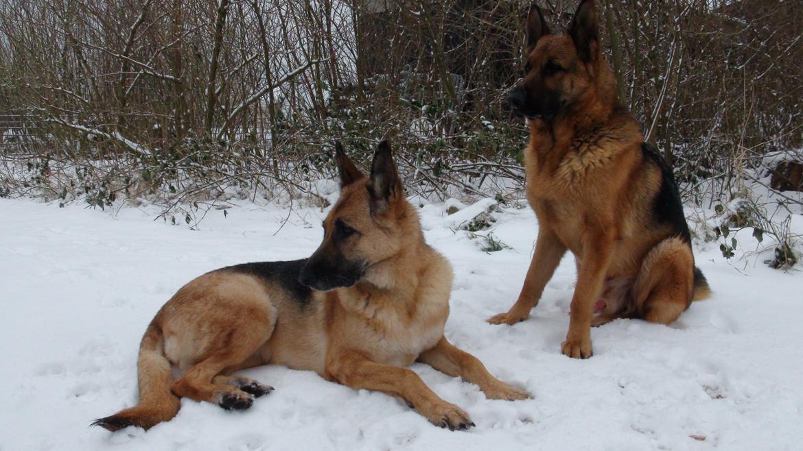 Schæferhund Sun - Himmelhund billede 12