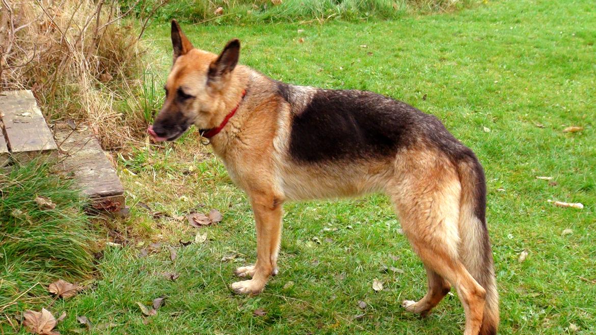 Schæferhund Sun - Himmelhund billede 13