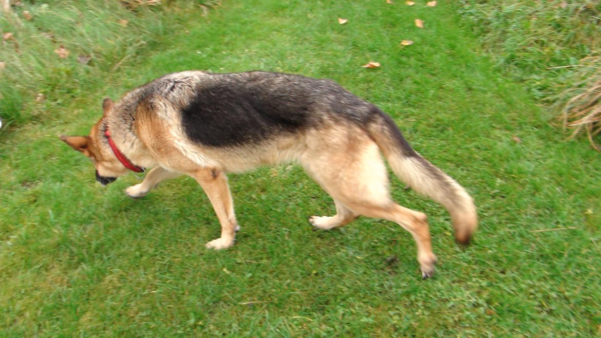 Schæferhund Sun - Himmelhund billede 14