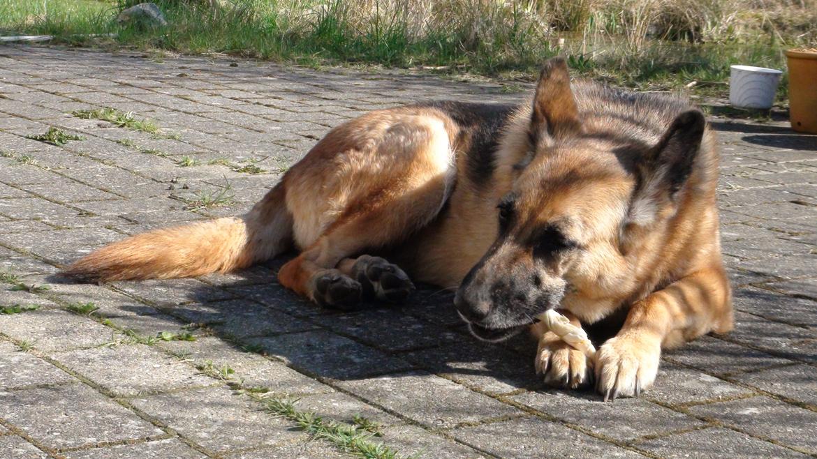 Schæferhund Sun - Himmelhund billede 17