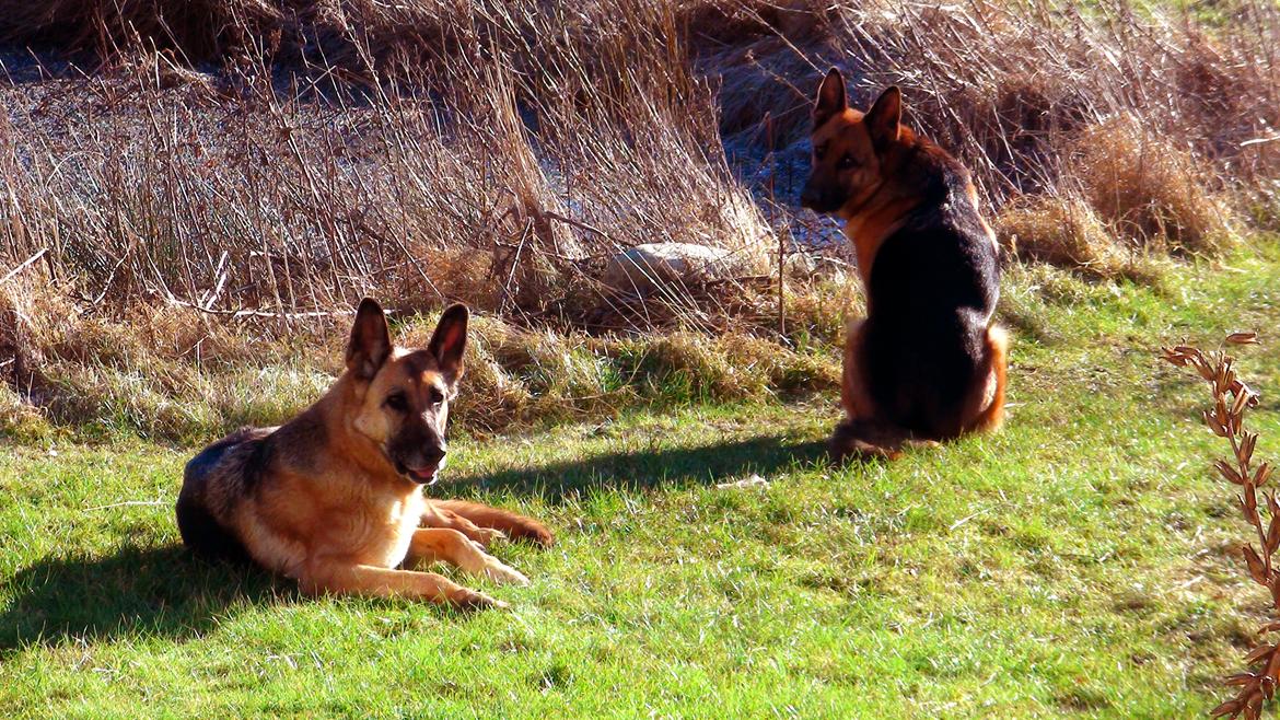 Schæferhund Sun - Himmelhund billede 9