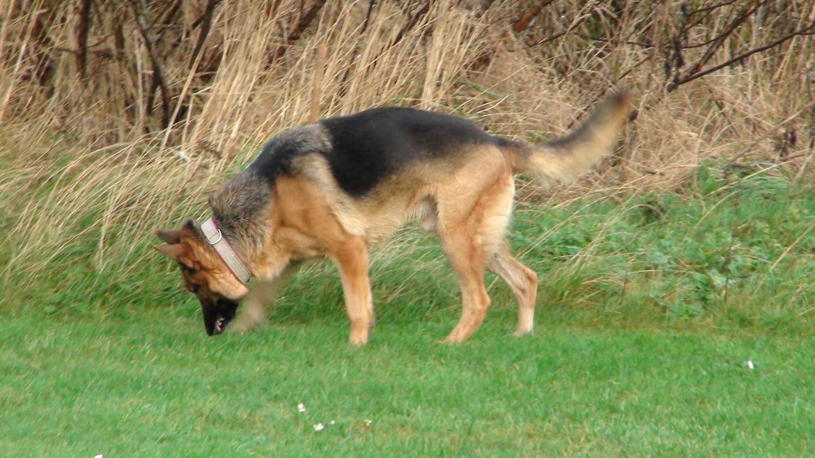 Schæferhund Sam - Himmelhund  billede 33