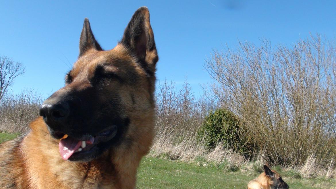 Schæferhund Sam - Himmelhund  billede 27