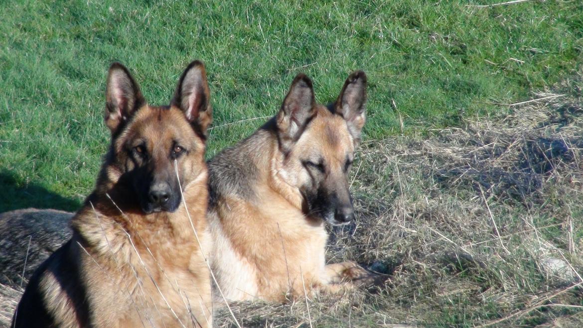 Schæferhund Sam - Himmelhund  billede 28