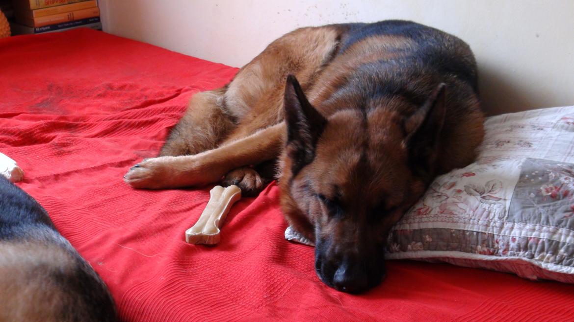 Schæferhund Sam - Himmelhund  billede 31