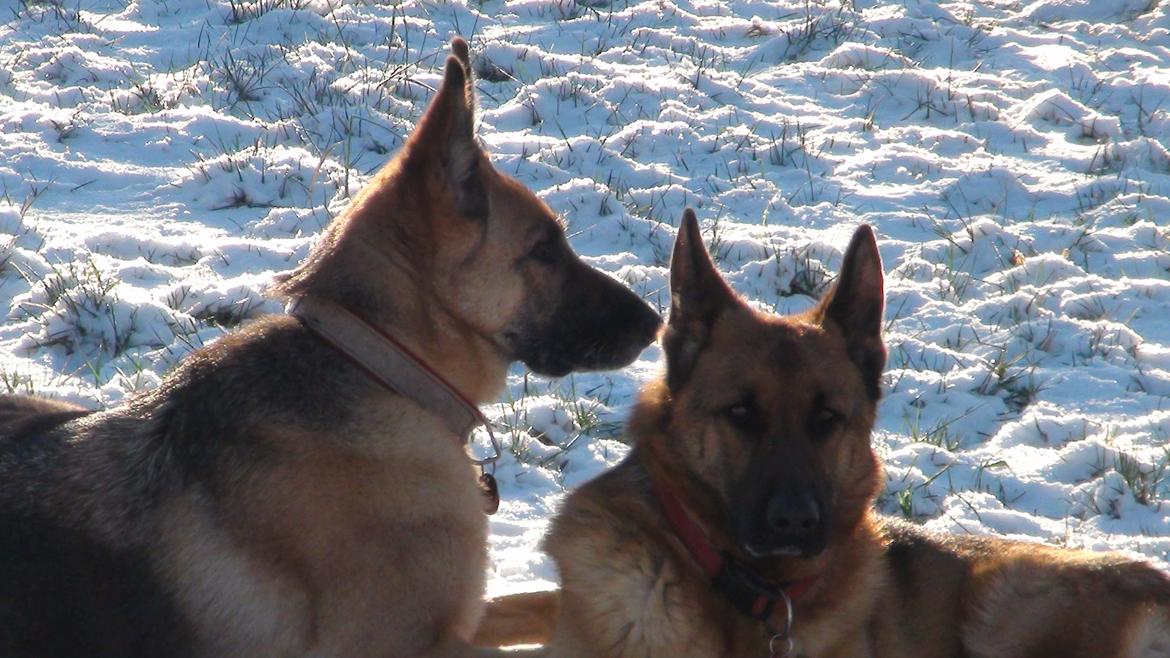 Schæferhund Sam - Himmelhund  billede 21