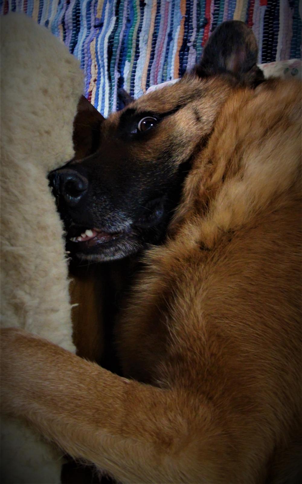 Schæferhund Sam - Himmelhund  billede 11