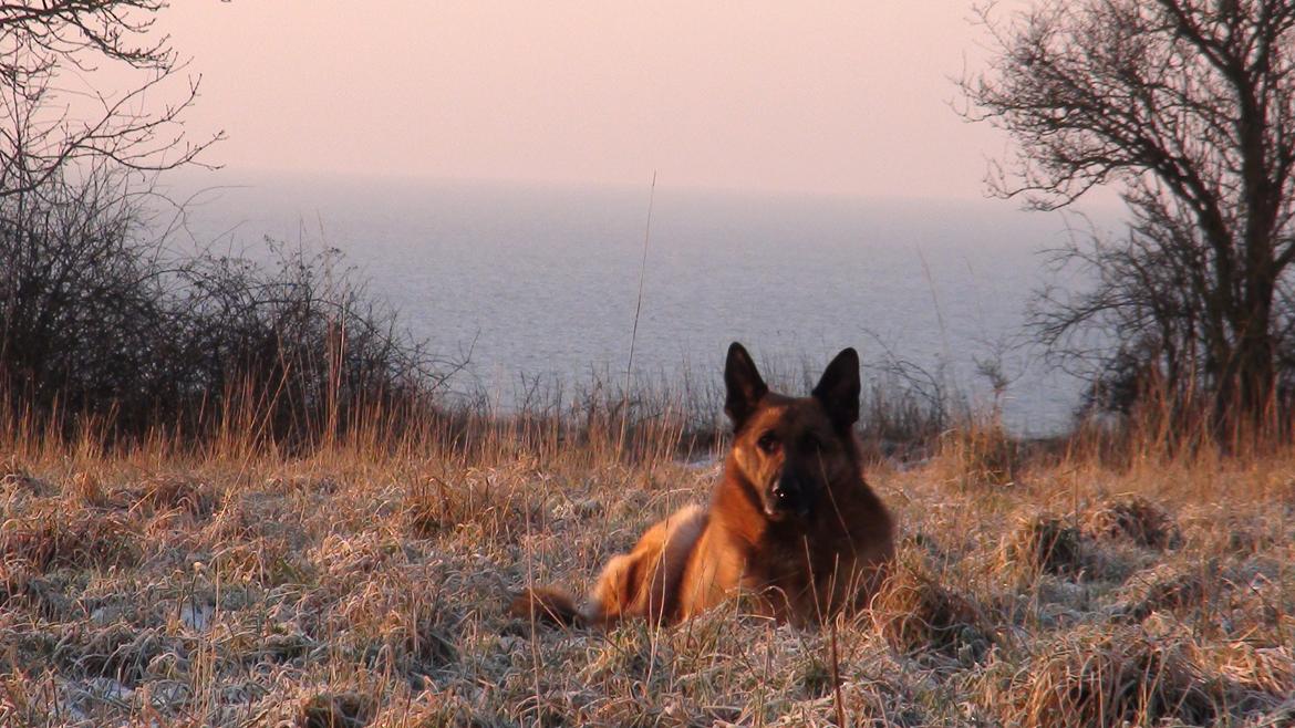 Schæferhund Sam - Himmelhund  billede 3