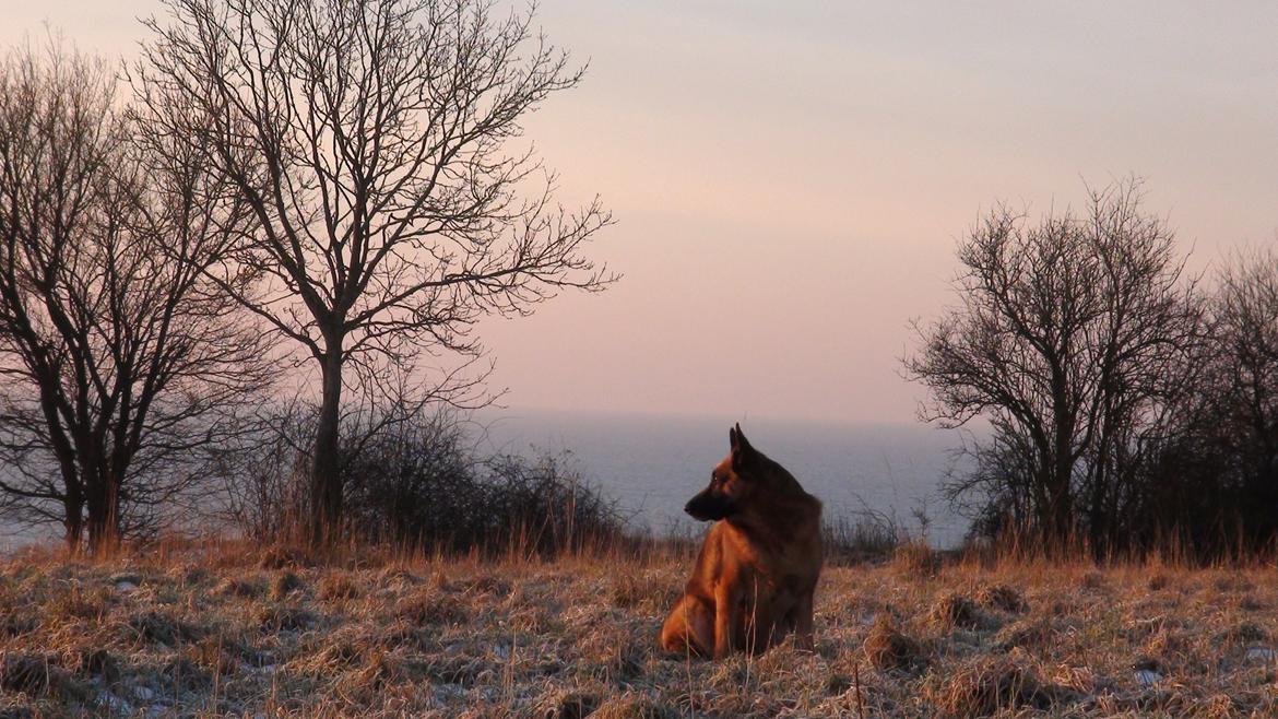 Schæferhund Sam - Himmelhund  billede 4