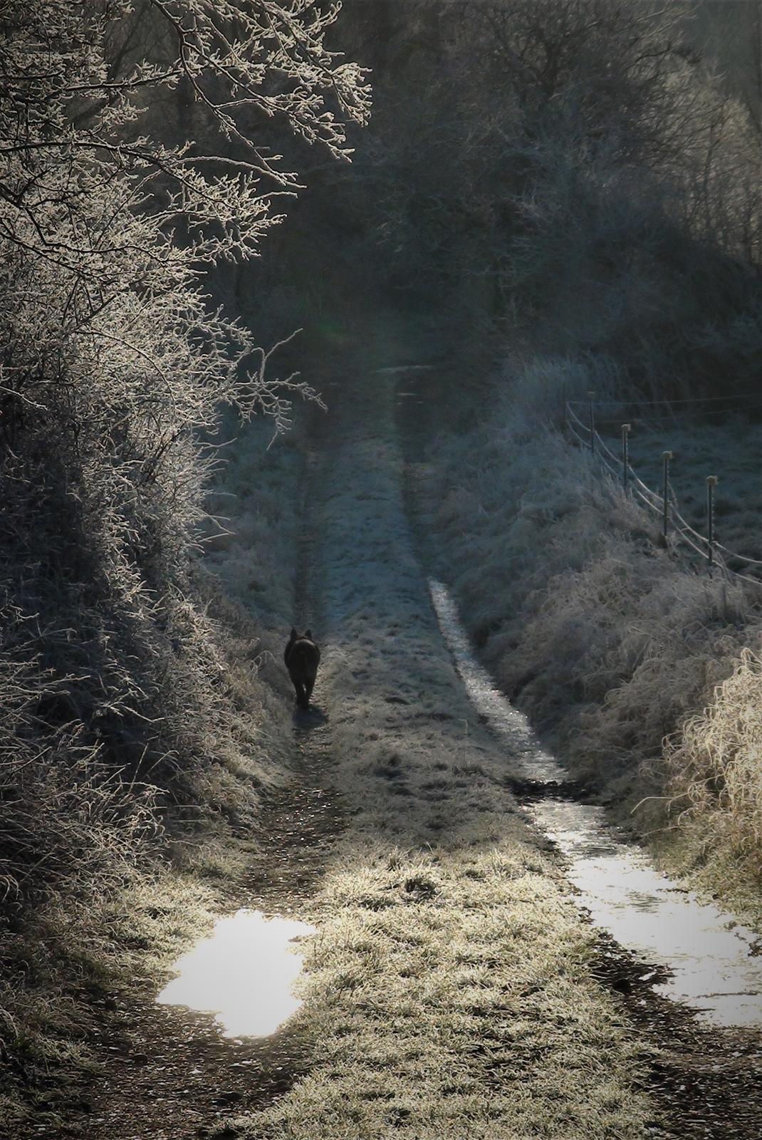 Schæferhund Sam - Himmelhund  billede 10