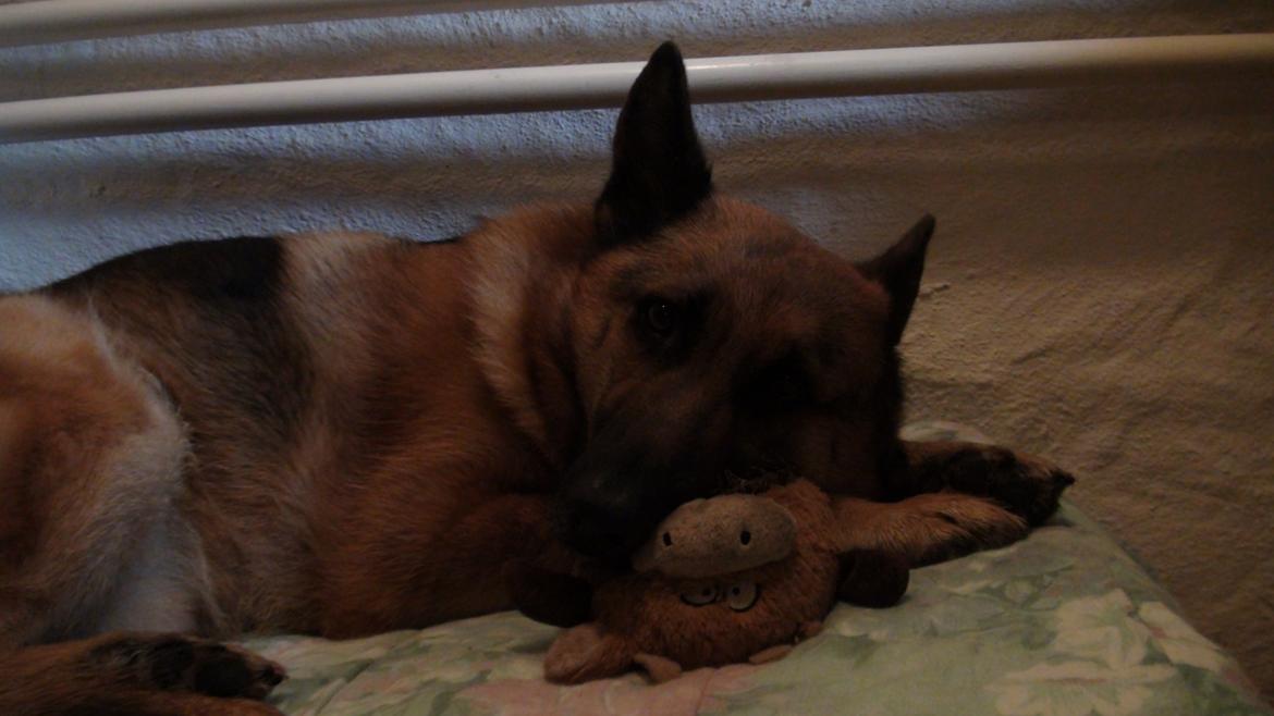 Schæferhund Sam - Himmelhund  billede 16