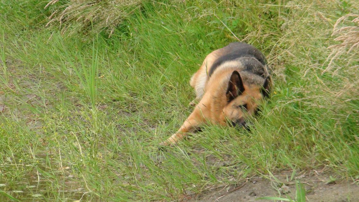 Schæferhund Sam - Himmelhund  billede 19