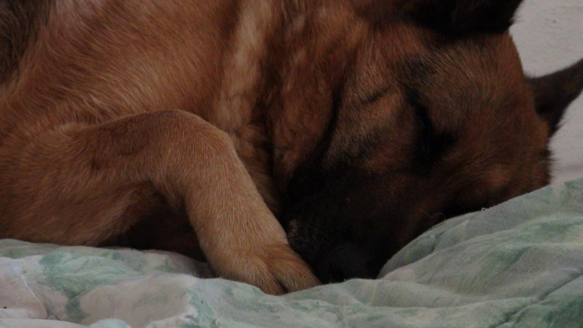 Schæferhund Sam - Himmelhund  billede 20