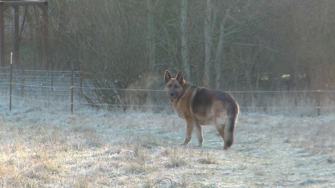 Schæferhund Sam - Himmelhund  billede 9