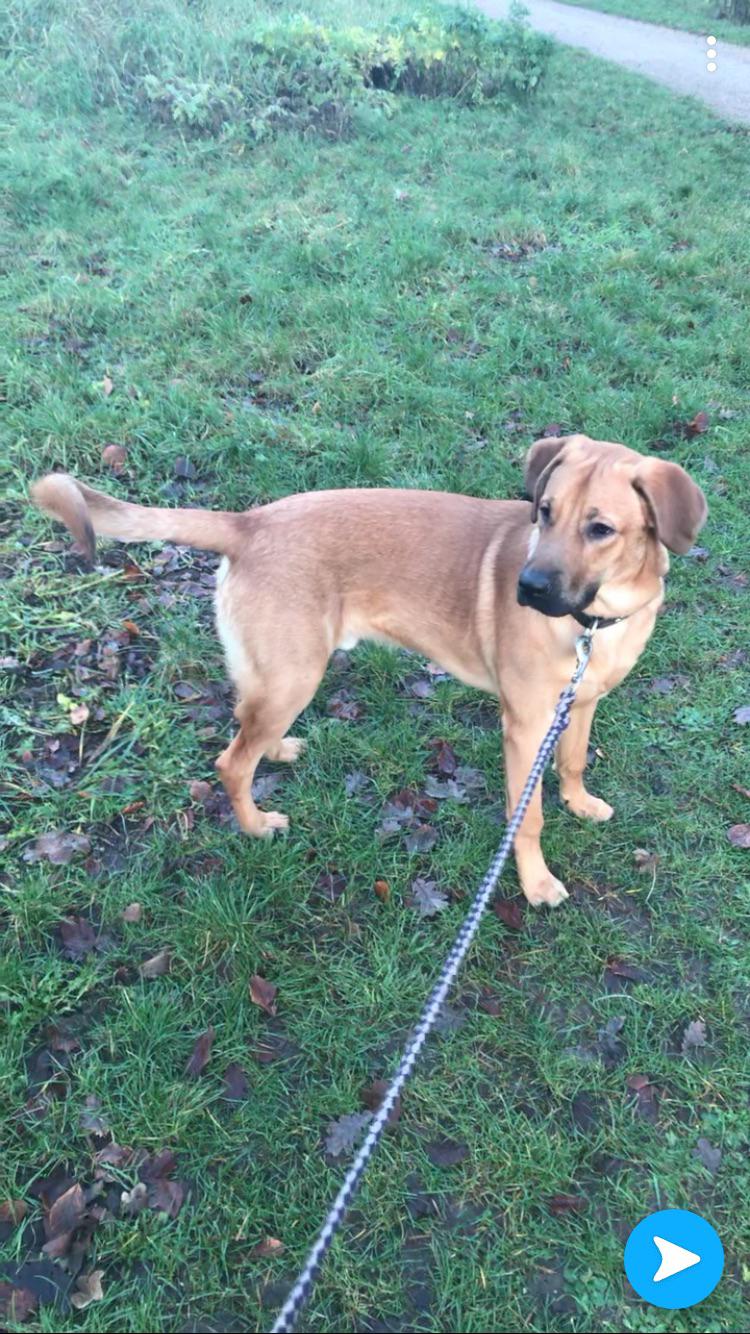 Blanding af racer Bentley billede 9