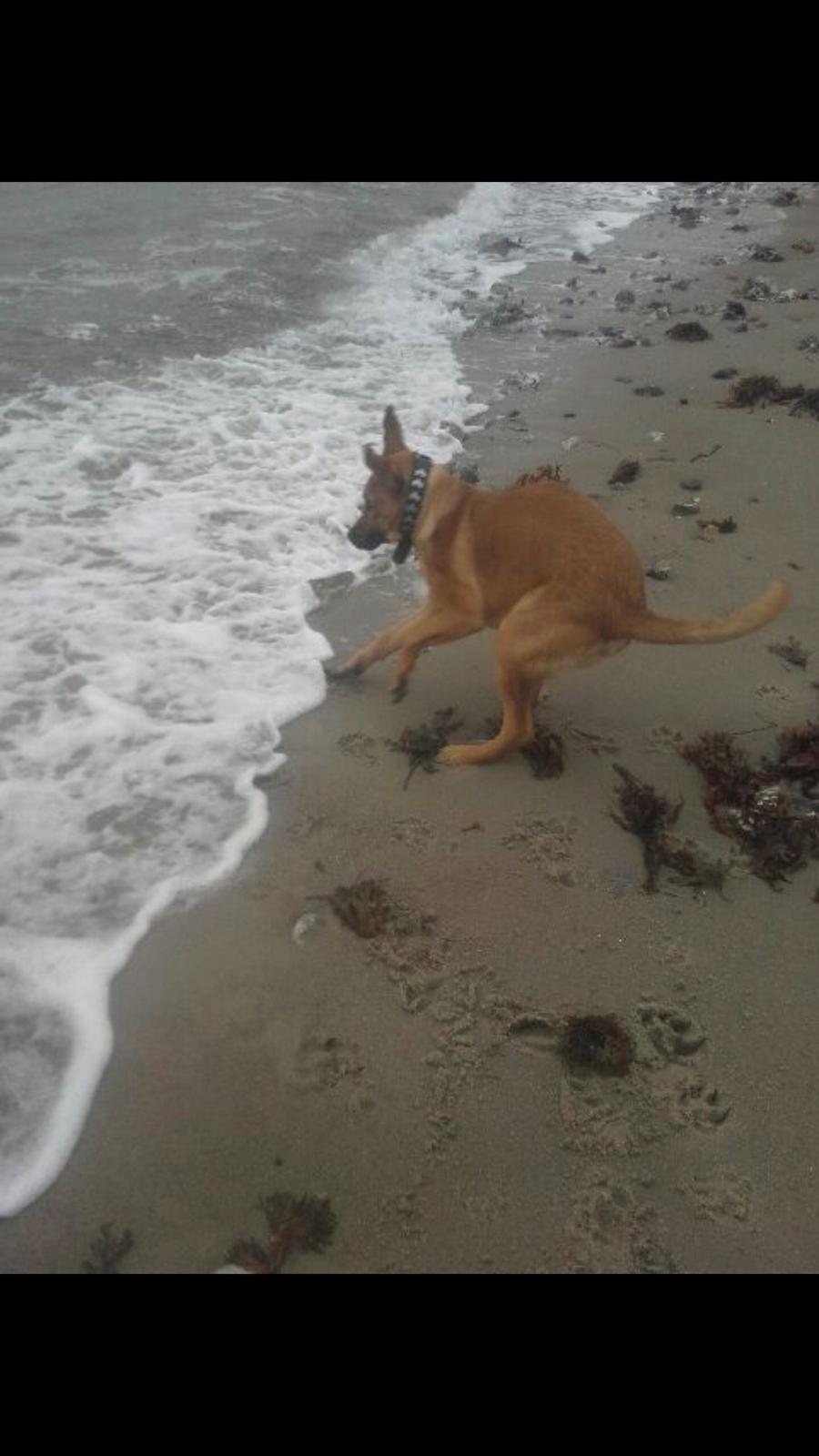 Blanding af racer Bentley billede 11