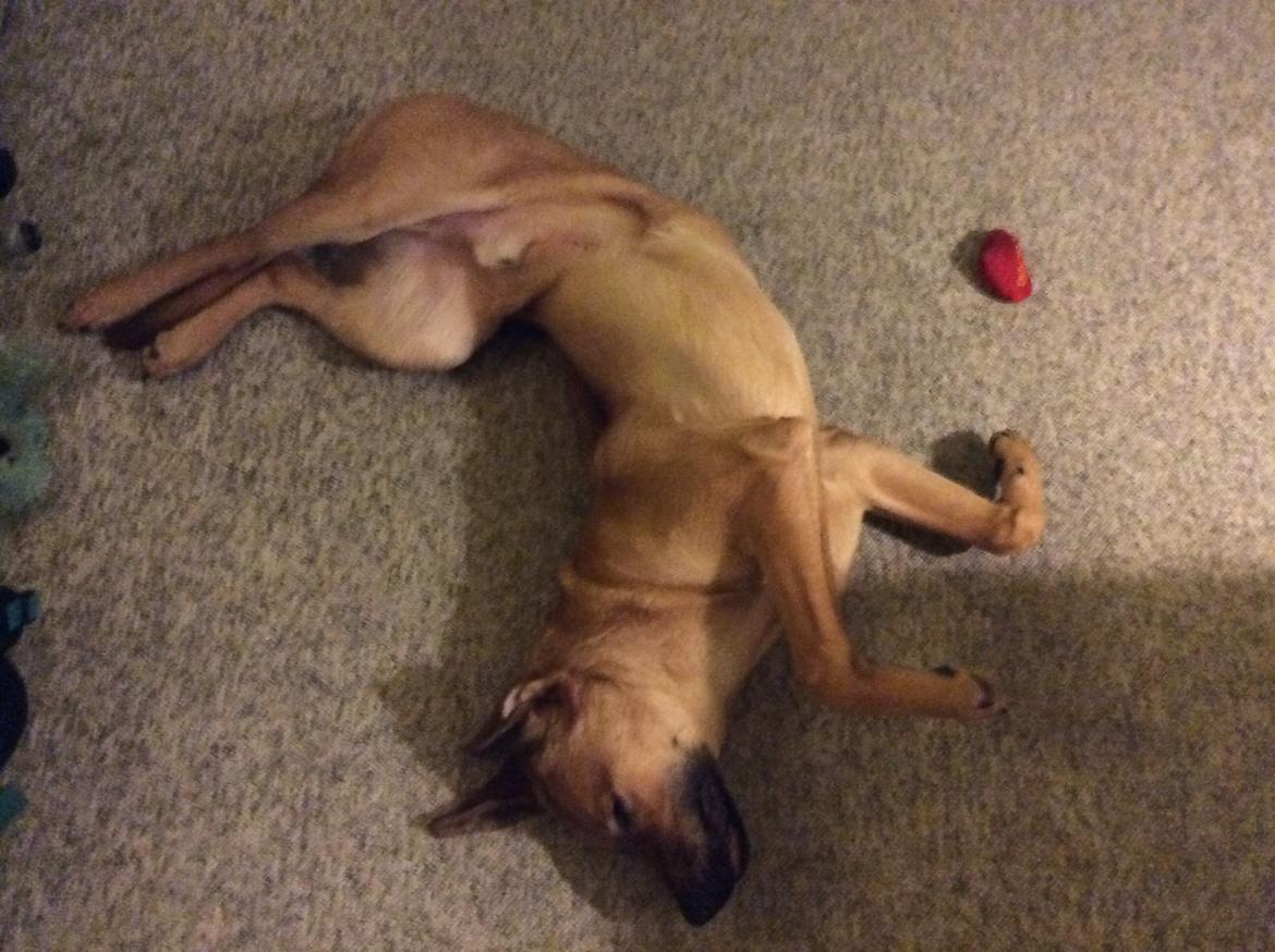 Blanding af racer Bentley billede 10