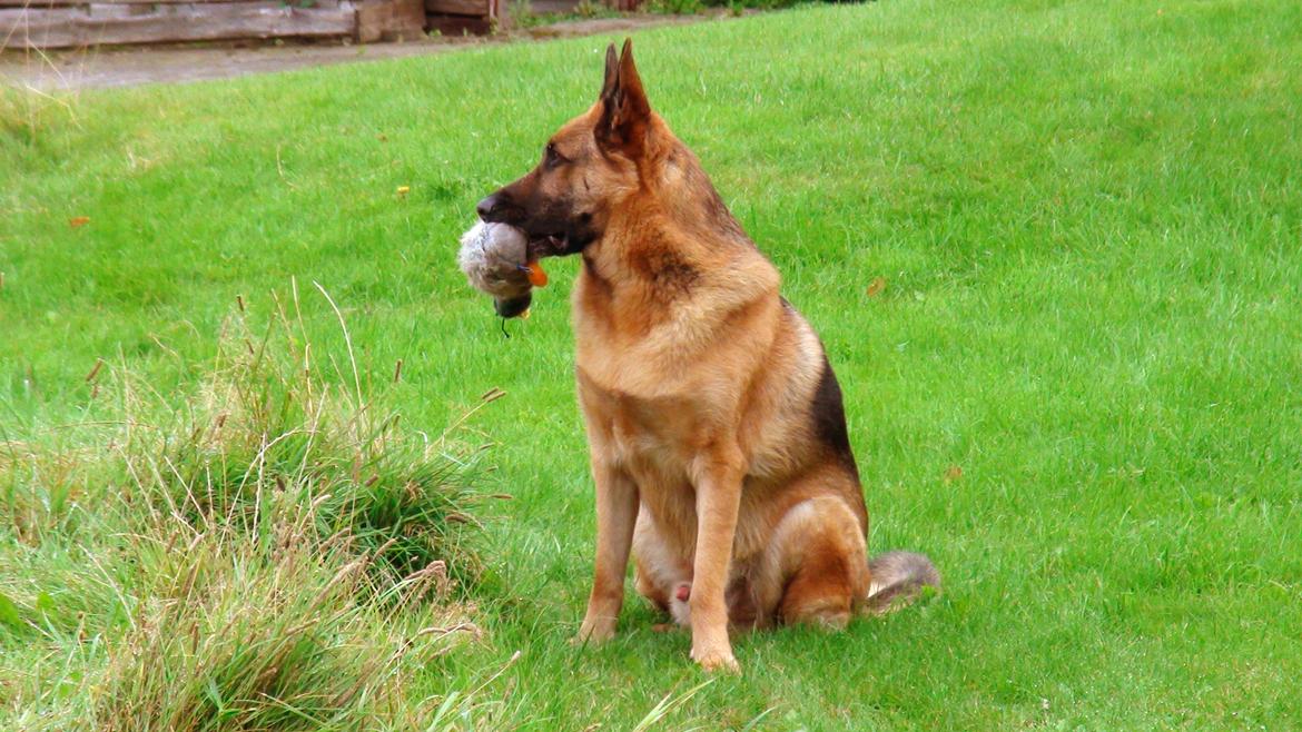 Schæferhund Sam - Himmelhund  billede 23