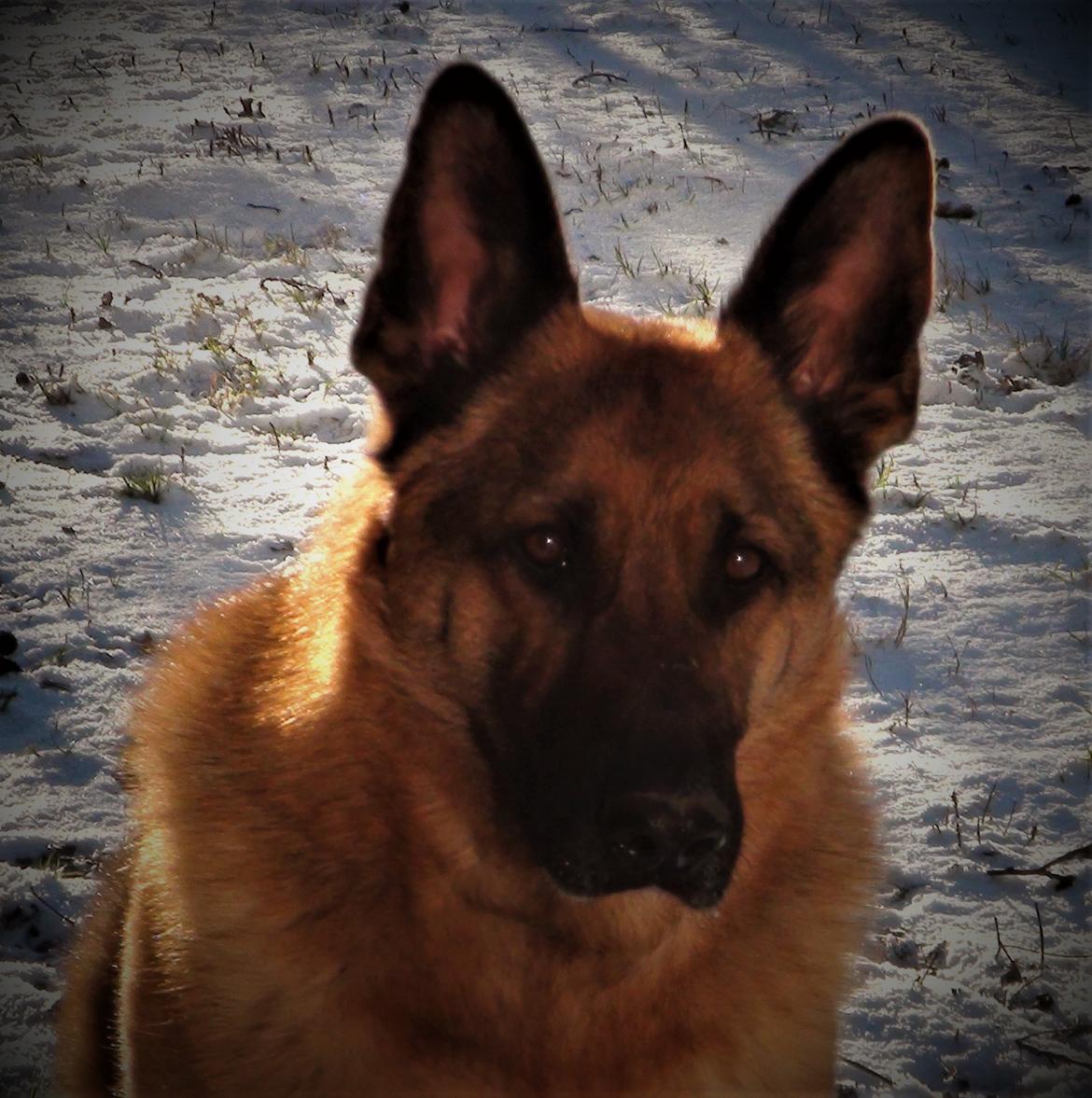 Schæferhund Sam - Himmelhund  billede 1