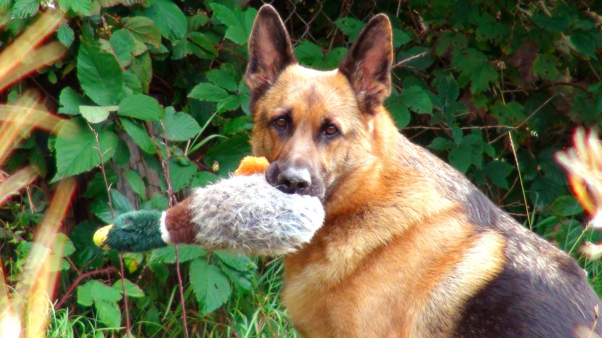 Schæferhund Sam - Himmelhund  billede 22
