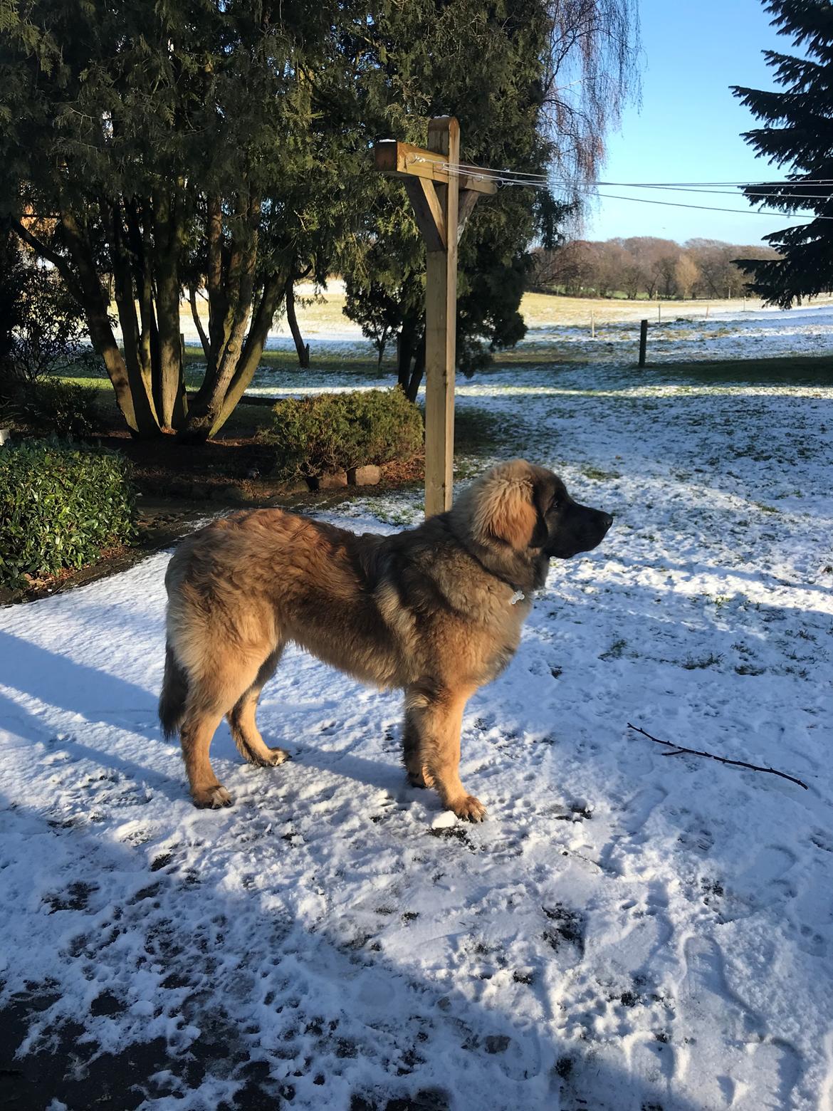 Leonberger Ozzy Osbourne billede 1