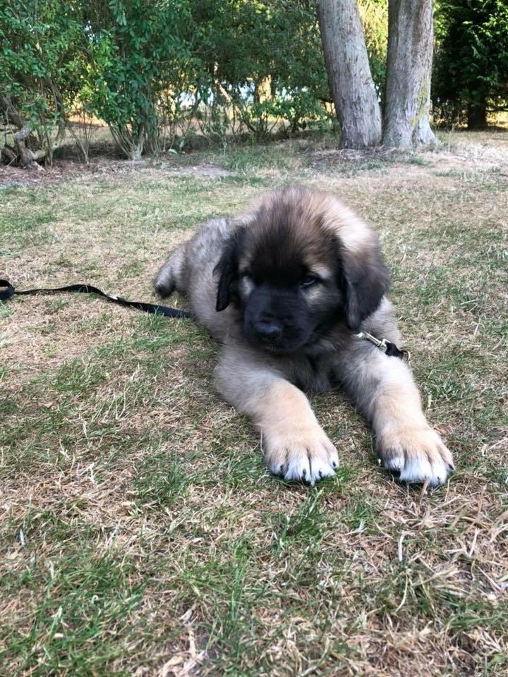 Leonberger Ozzy Osbourne billede 6