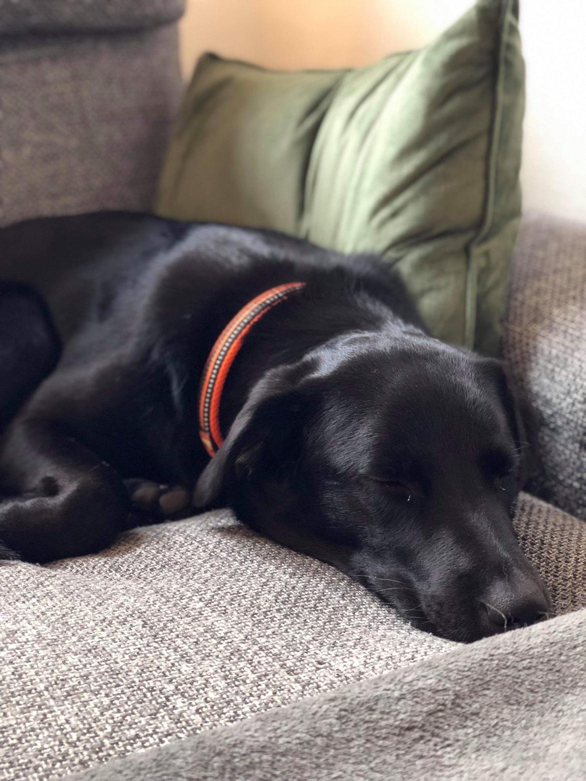 Blanding af racer Nellie billede 4