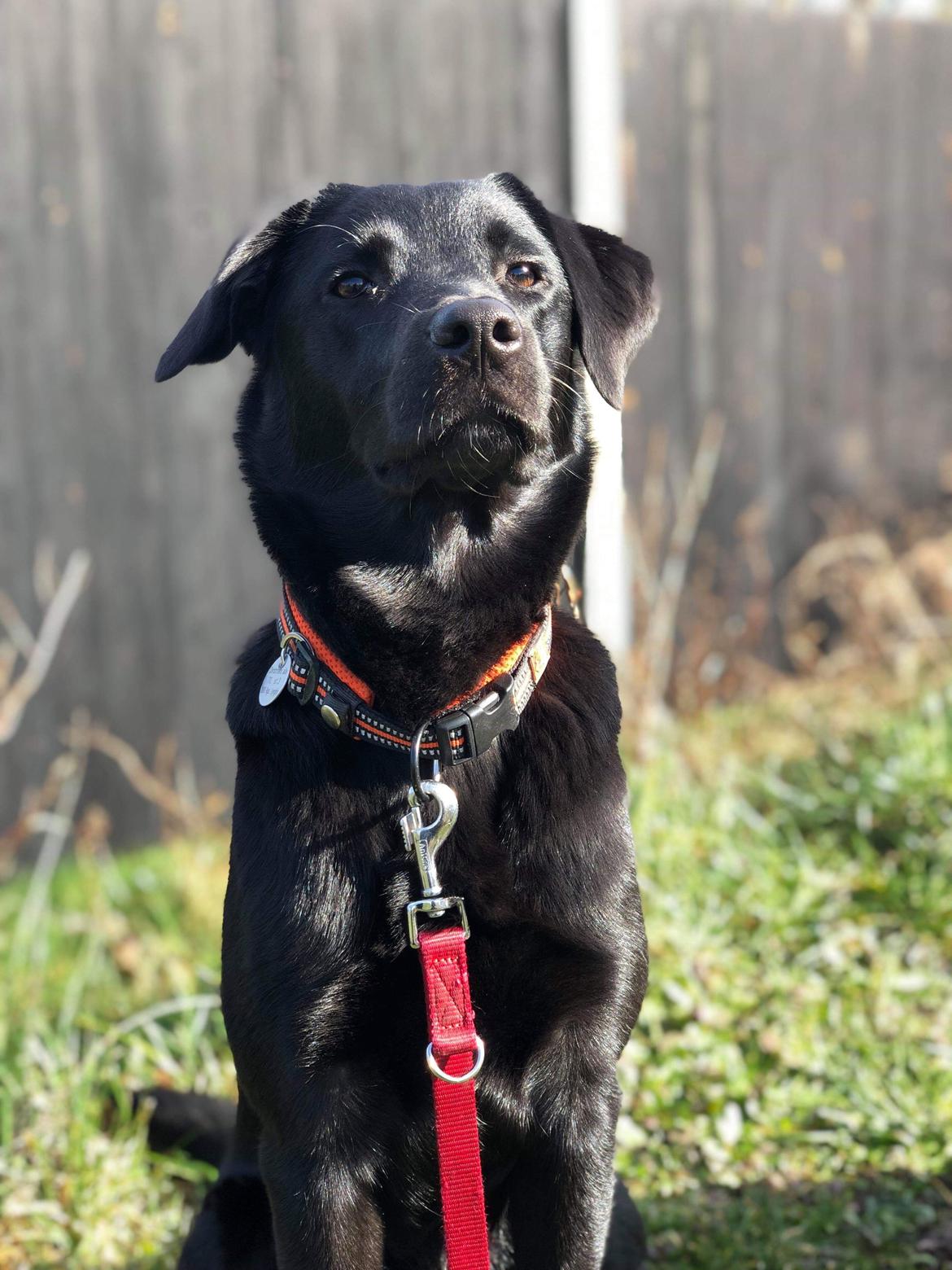 Blanding af racer Nellie billede 6