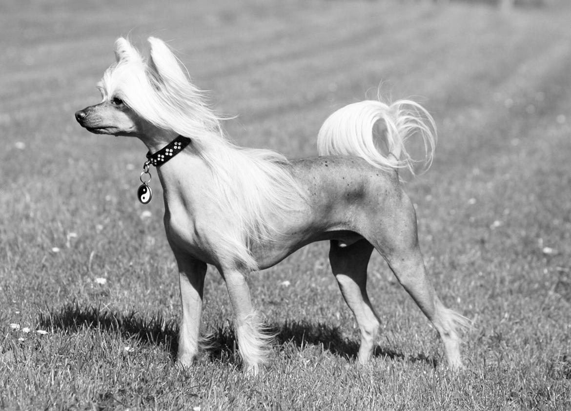 Chinese crested hårløs Silas - Silas døde d. 31. oktober 2018 billede 1