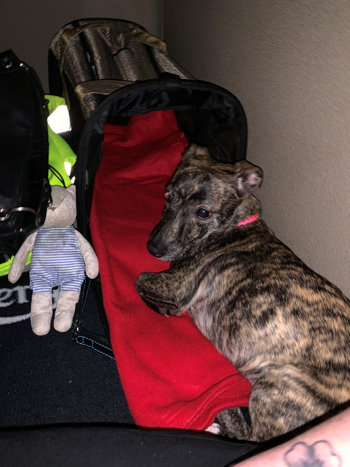 Blanding af racer Bella billede 7