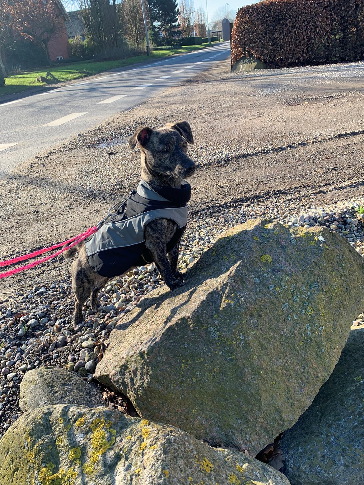 Blanding af racer Bella billede 9