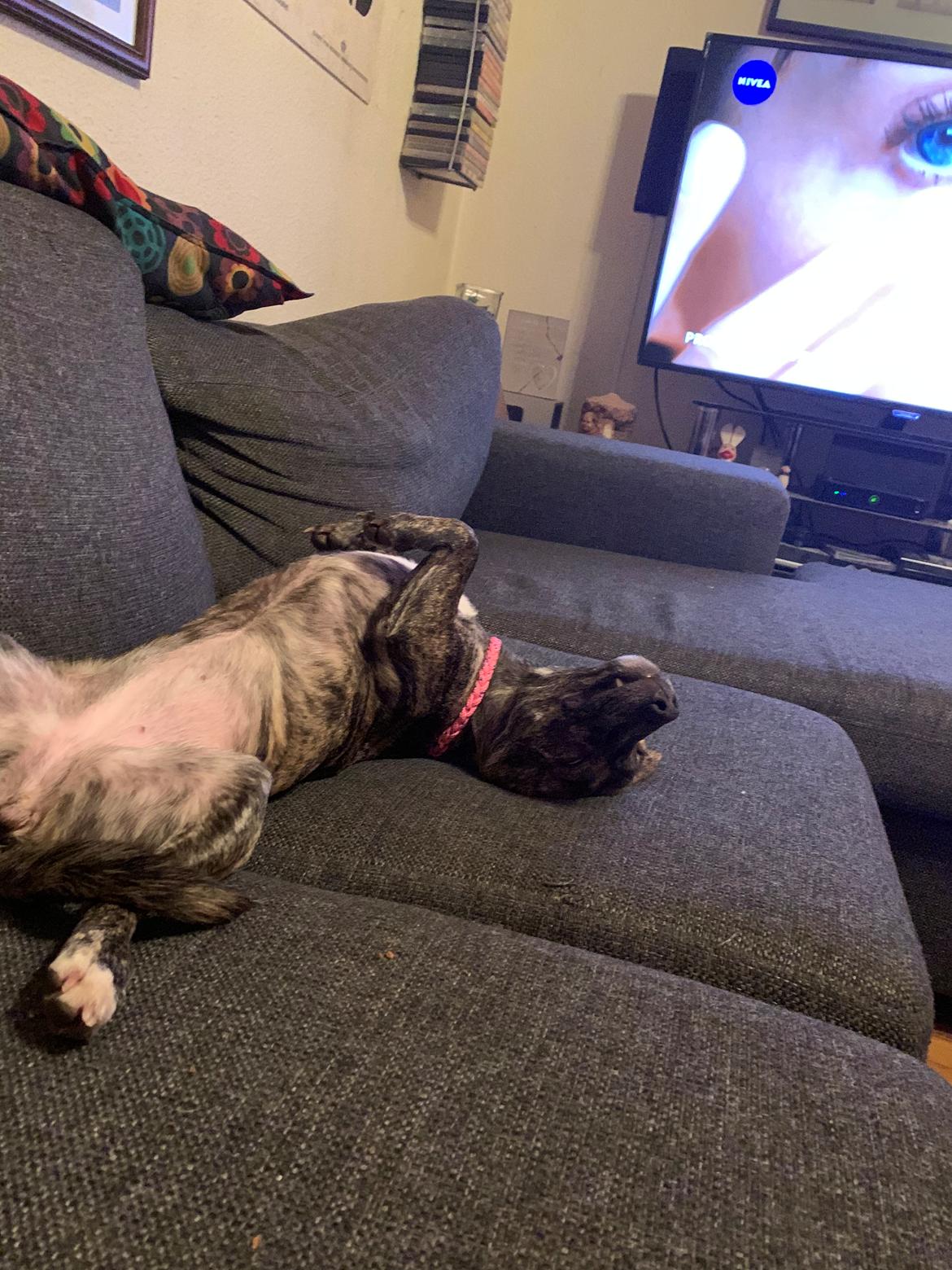 Blanding af racer Bella billede 11