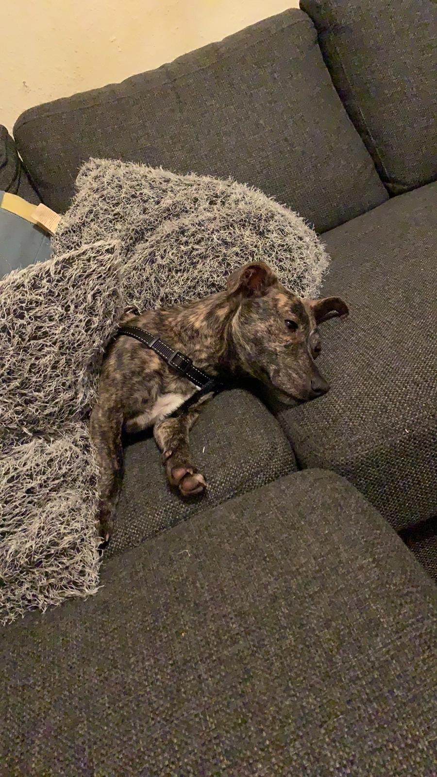 Blanding af racer Bella billede 1