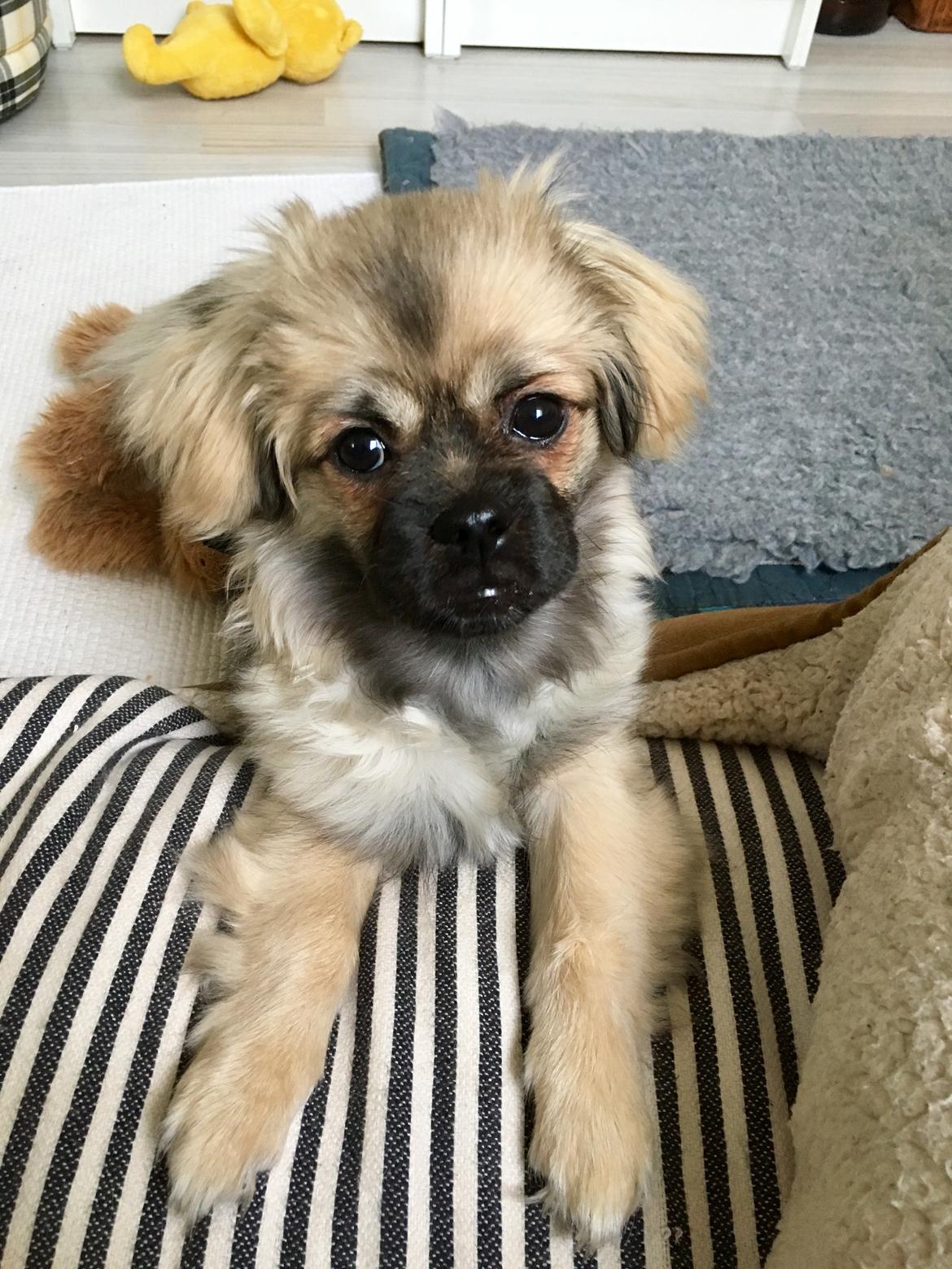 Tibetansk spaniel Dharma - 5 måneder og lange stænger. billede 1