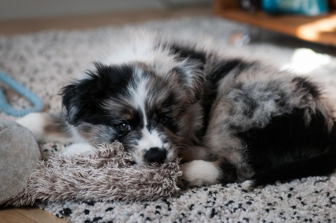 Australian shepherd Tillyhills Sten i Skon billede 1