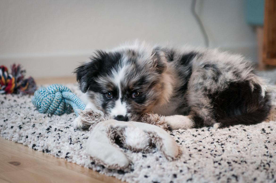 Australian shepherd Tillyhills Sten i Skon billede 4