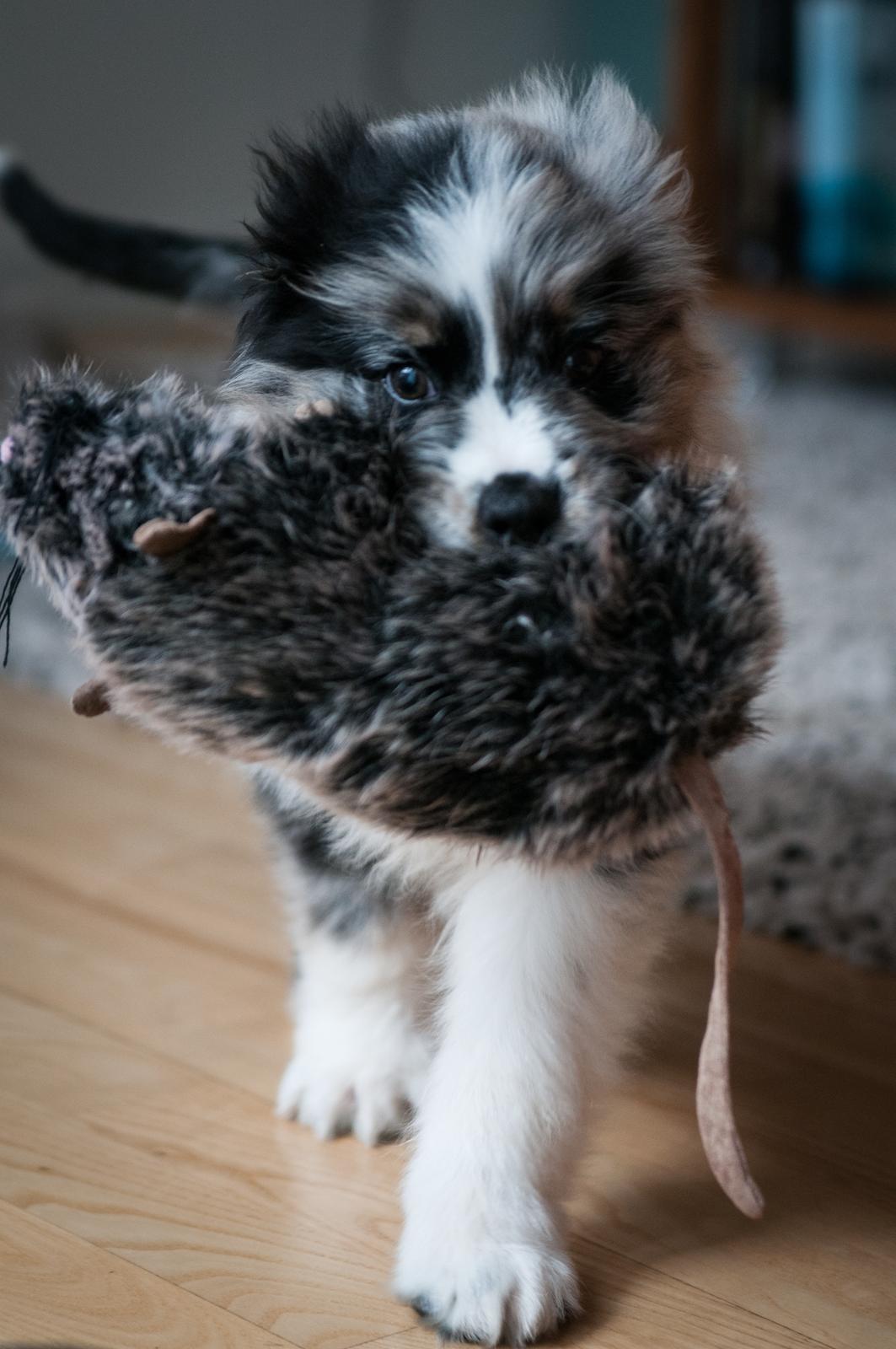 Australian shepherd Tillyhills Sten i Skon billede 3