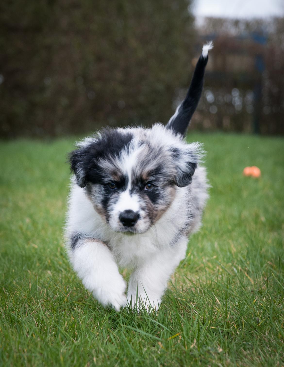 Australian shepherd Tillyhills Sten i Skon billede 5