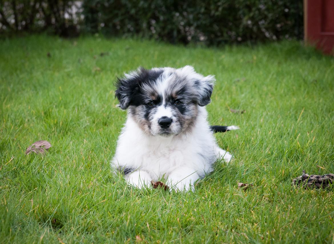 Australian shepherd Tillyhills Sten i Skon billede 6