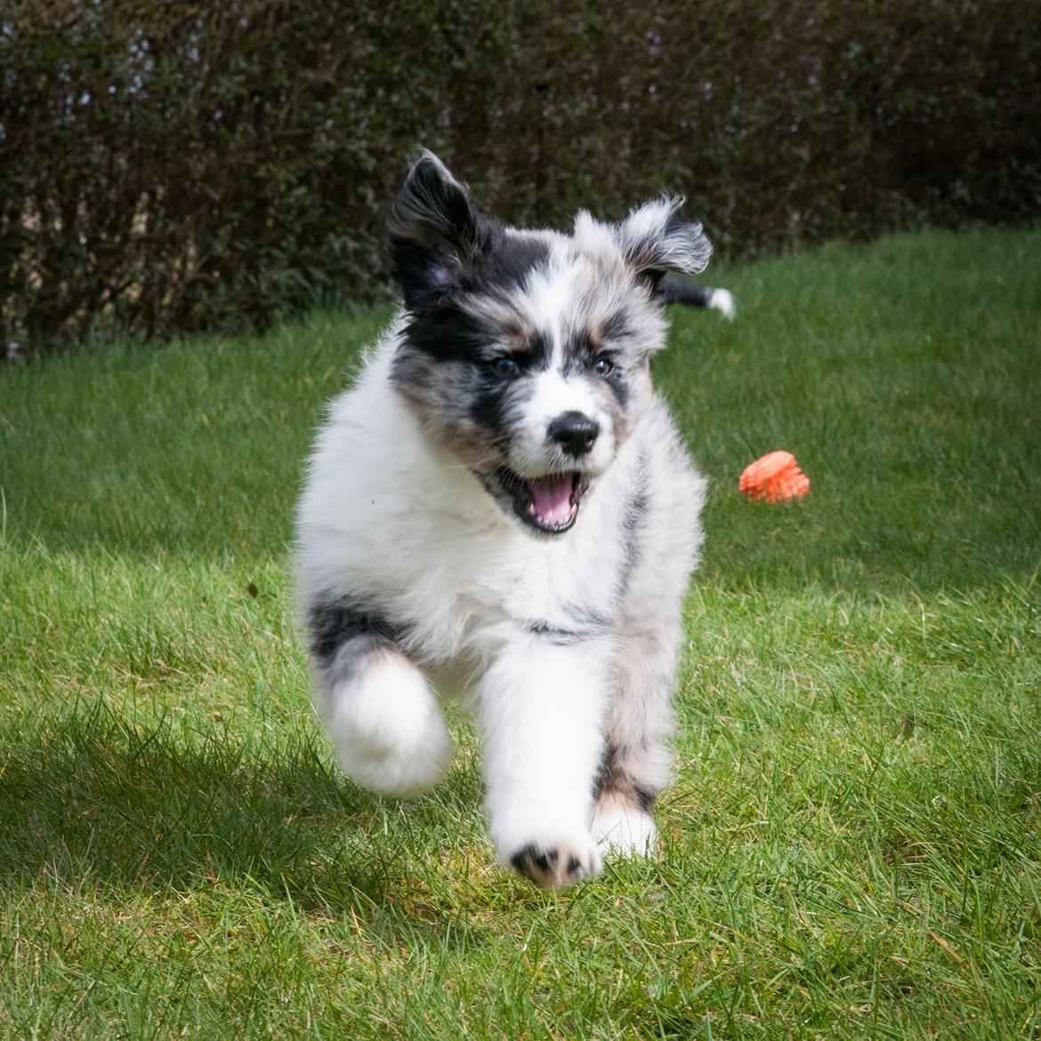 Australian shepherd Tillyhills Sten i Skon billede 7
