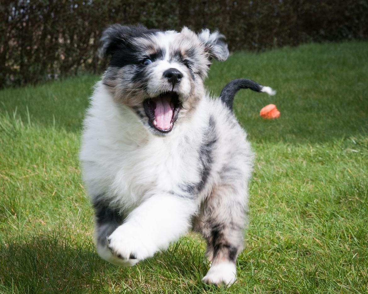 Australian shepherd Tillyhills Sten i Skon billede 8