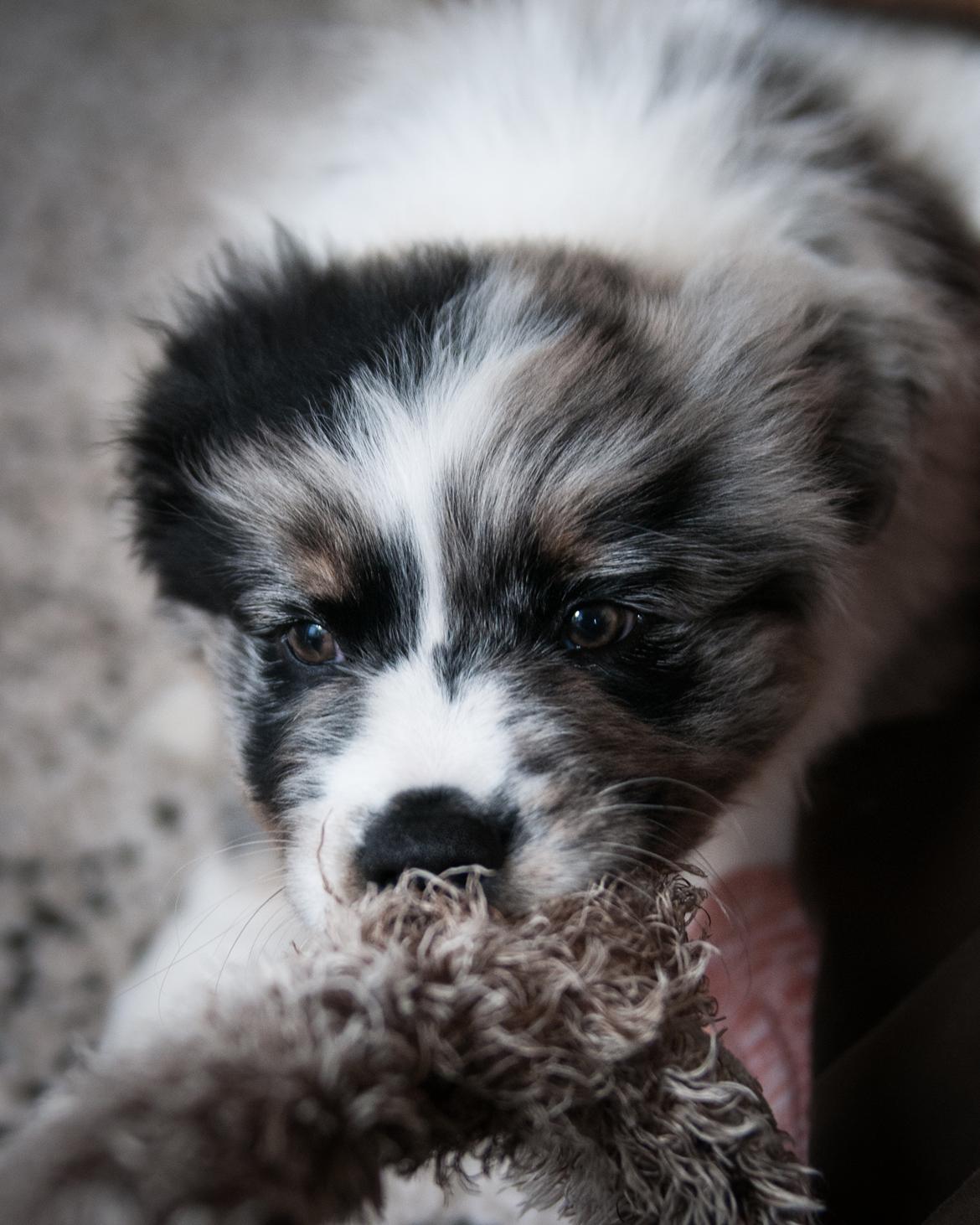 Australian shepherd Tillyhills Sten i Skon billede 2