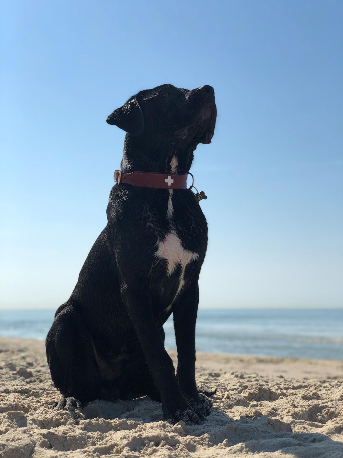 Blanding af racer Gonzo aka. Gunnar  billede 3