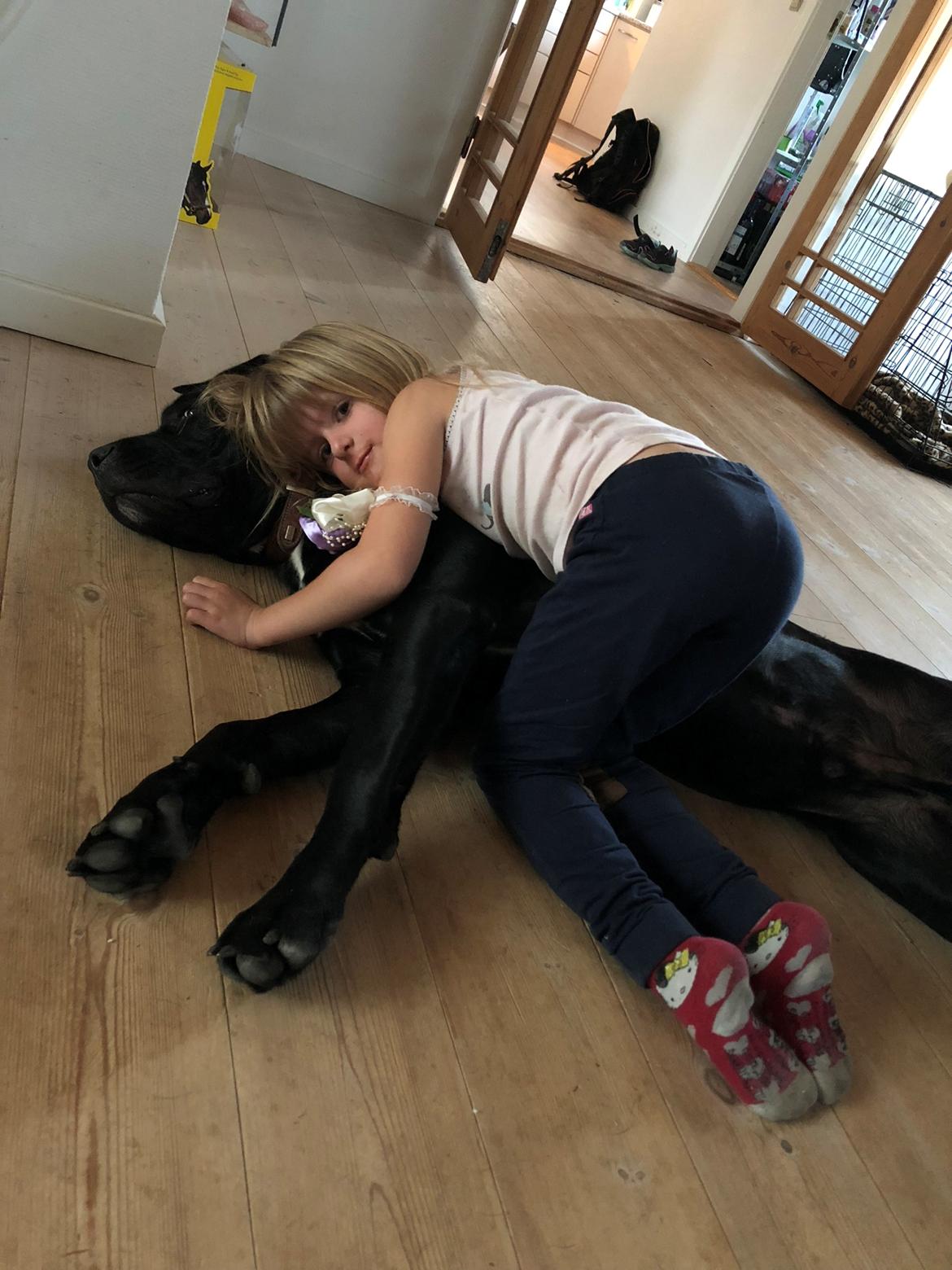 Blanding af racer Gonzo aka. Gunnar  billede 6