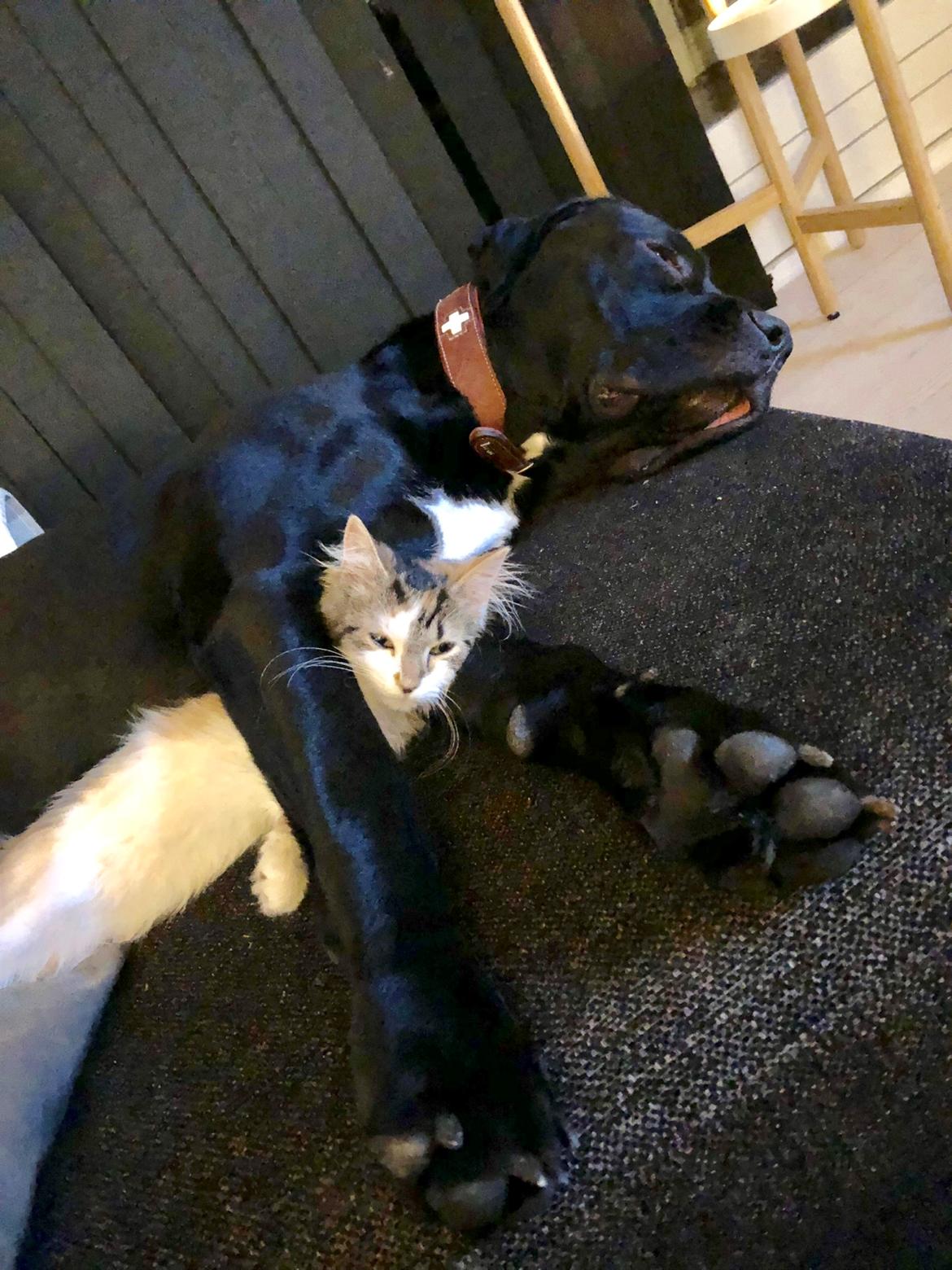 Blanding af racer Gonzo aka. Gunnar  billede 7